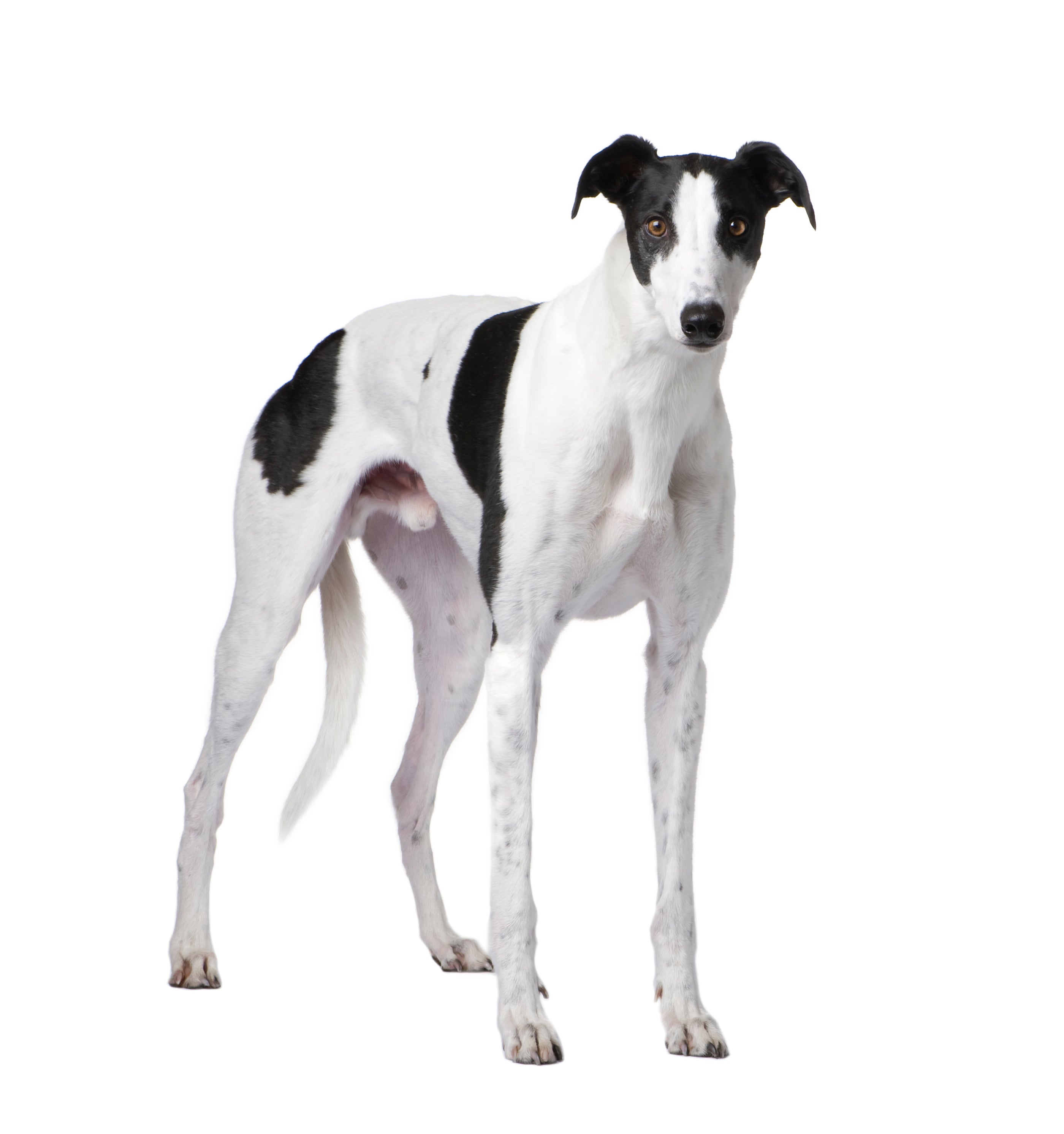 Popular Hound Dog Breeds: Types, Traits, & Sizes | Petfinder